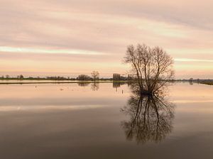 Hochwasser der IJssel mit hohen Wasserständen in den Überschwemmungsgebieten von Sjoerd van der Wal Fotografie