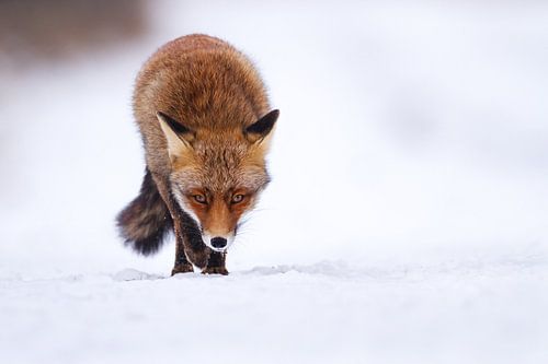 Winter Walk