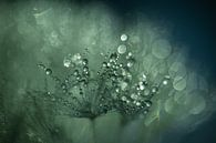 Paardenbloem dromen van Nanda Bussers thumbnail