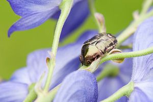 Rose chafer sitting on a monkshood.