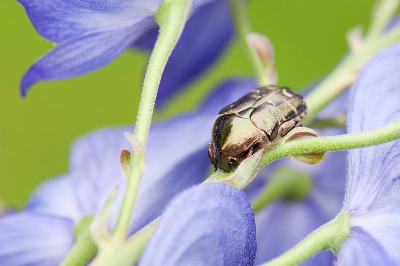 Rose chafer sitting on a monkshood. von Tamara Witjes