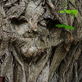 BAUMGESICHT von Ullrich Gnoth