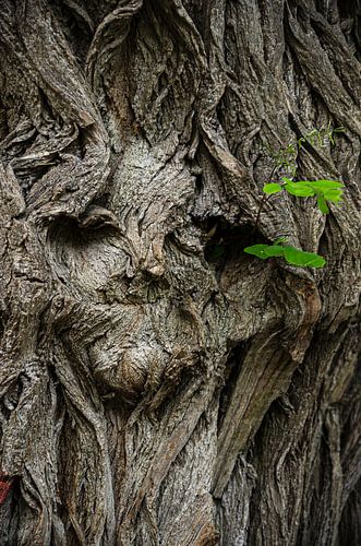 TREE FACE