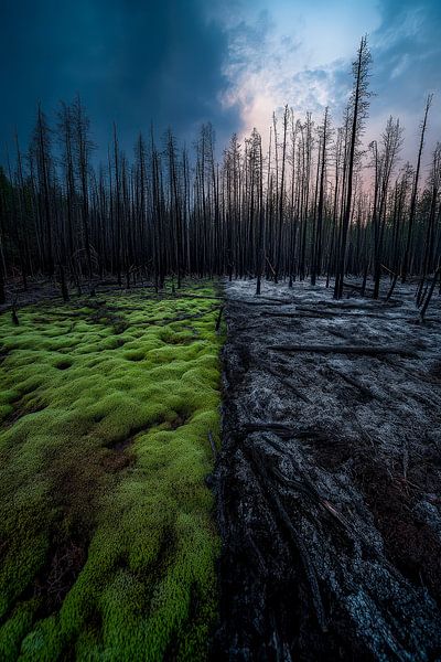 Contrast between life and death in the forest by Poster Art Shop