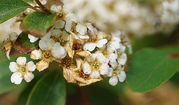 currant tree in bloom by Jeffry Clemens