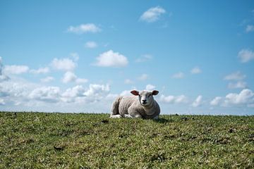 Lamb on Texel by Geert van Atteveld