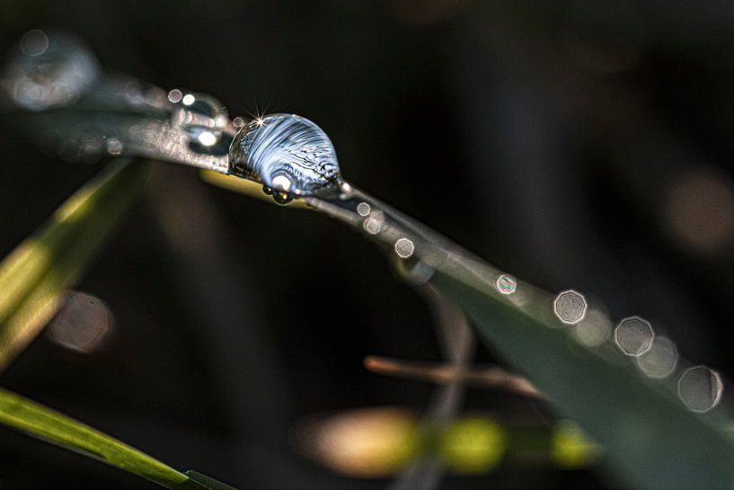 Morning Dew van Thomas Heitz