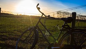 Vélo dans une prairie