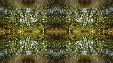 Mirrored leaves, water and symmetry 4