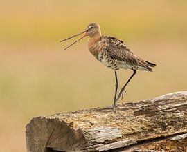 Black-tailed Godwit by Patrick Scholten