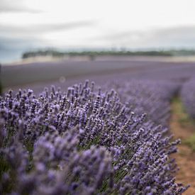 Lavender fields by Anne Loman