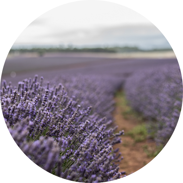 Lavendelvelden van Anne Loman