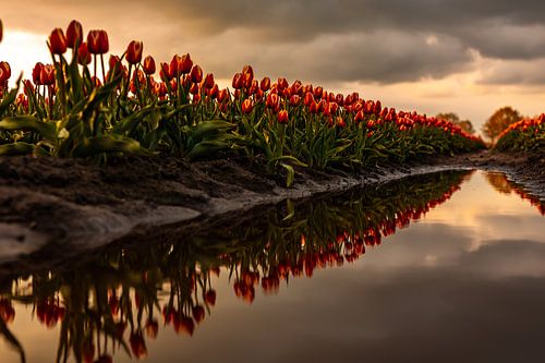 Tulips