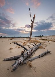 Old wood by Mario Visser