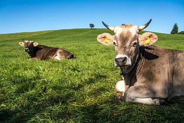 Vache au pâturage dans l'Allgäu sur Peter Schickert