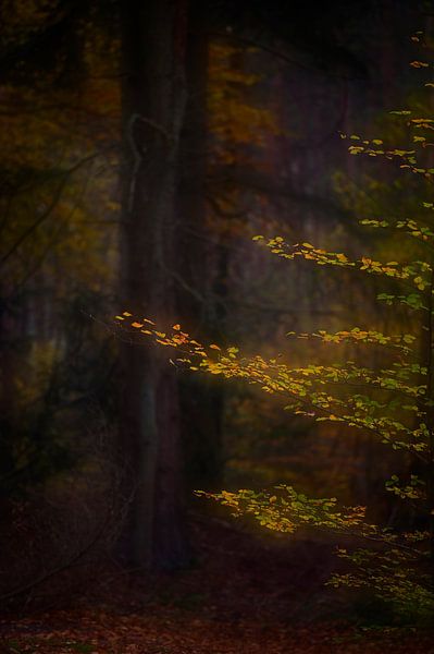 Mystischer Herbstwald von Dirk-Jan Steehouwer