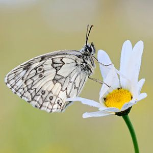 Schachbrettfalter *Melanargia galathea* auf Blüte