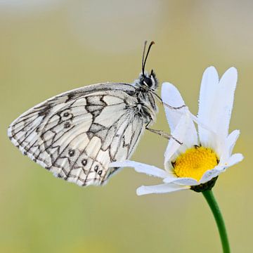 Marbled White *Melanargia galathea *, butterfly resting on a blossoming flower van wunderbare Erde