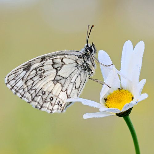 Schachbrettfalter *Melanargia galathea* auf Blüte