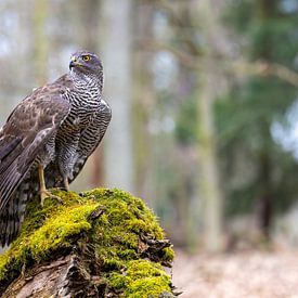 A hawk in the forest by Teresa Bauer