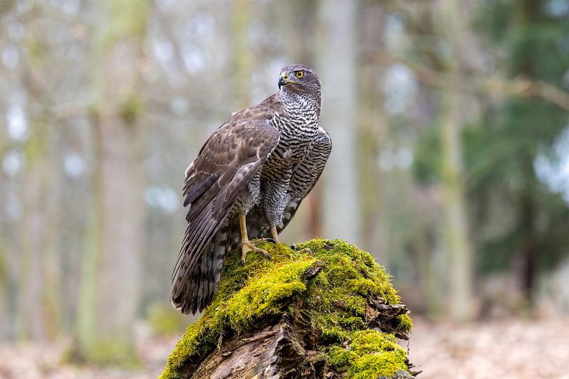 Un faucon dans la forêt par Teresa Bauer