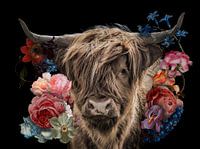 Scottish Highlander in the flowers