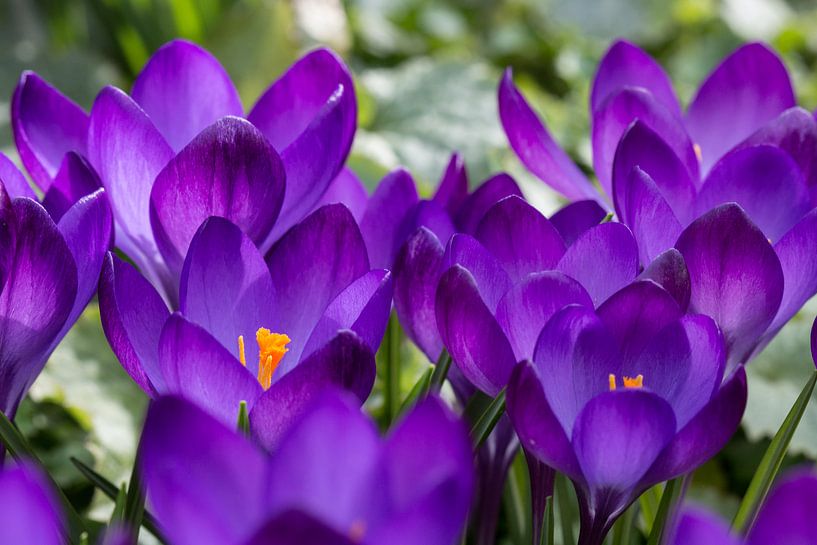 Funkelndes Violett. von Tineke Koen
