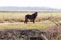 Pony in het Groningse landschap von Arline Photography Miniaturansicht