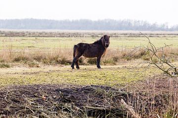 Pony in het Groningse landschap