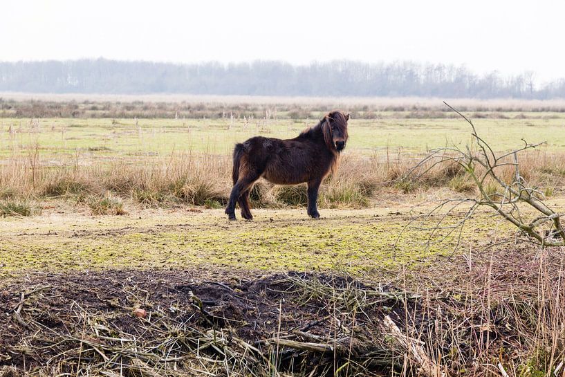 Pony in het Groningse landschap von Arline Photography