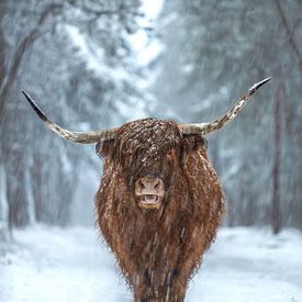 Scottish Highlander in the Snow by Nicky Kapel