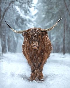 Highlander écossais dans la neige