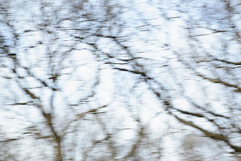 Winter forest by Emi Barendse