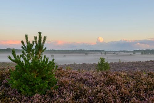 Jonge Den op de Heide in de ochtend von Sjoerd van der Wal Fotografie