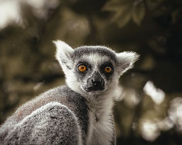 Ring-tailed lemur close-up by Lynn Meijer