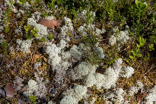 Filigree Wonders of the Forest Floor