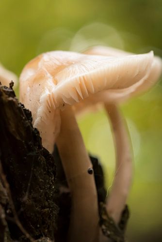 Herfstbos