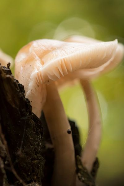 Herfstbos by Jolanda van Straaten