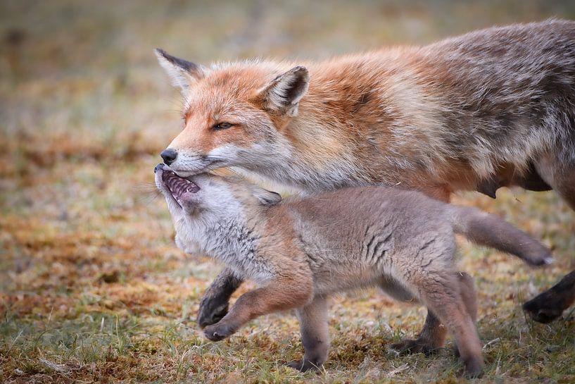 Mother fox with cub by Andy van der Steen - Fotografie