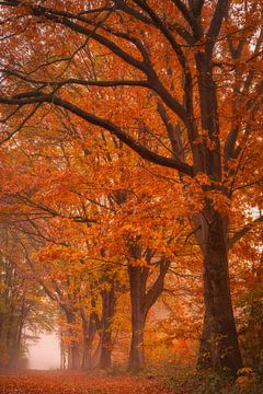 Autumn colours. by Marco Lok