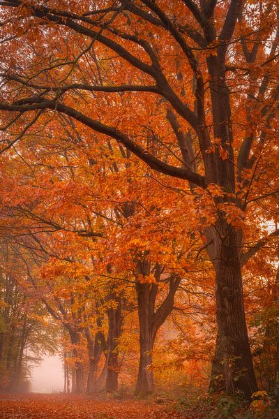 Herfstkleuren. van Marco Lok