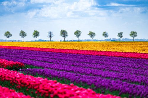 Symmetrical tulip fields and row of trees