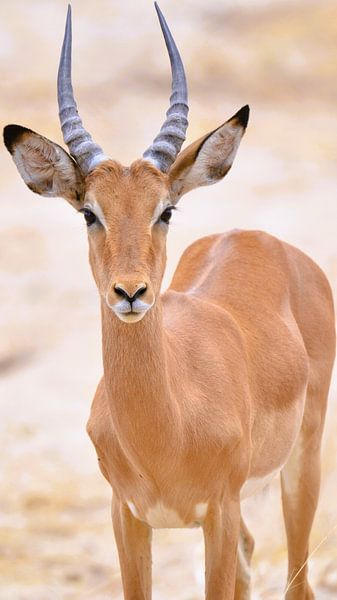 Impala, Serengeti, Tanzania by Marco van Beek