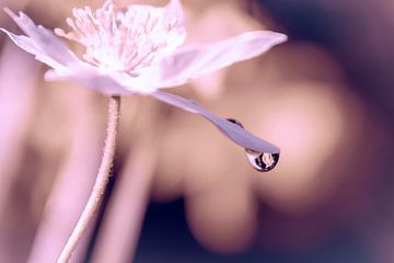 A raindrop on a petal von Studio Mirabelle