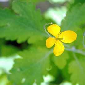 Natur pur von Wesley Louter