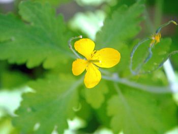 La nature à l'état pur