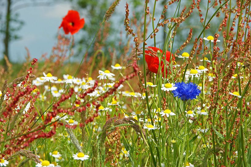 Wild flower meadow by Jeroen van Deel