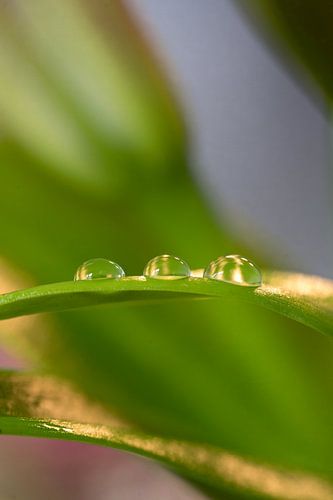 De zachte waterdruppels.