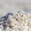 Gros plan d'une montagne de coquillages blancs sur la plage Shell sur Photo Henk van Dijk