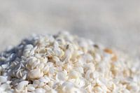 Close up van een berg witte schelpen op Shell Beach